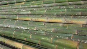 Read more about the article Memeluk Revolusi Hijau: Mengukir Masa Depan Konstruksi dengan Bambu Struktural Skala Besar